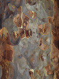 Bark Detail of the Spotted Gum Eucalypt Tree, Corymbia Maculata, Australia Lámina fotográfica por Jason Edwards Bark Detail of the Spotted Gum Eucalypt Tree, Corymbia Maculata, Australia Lámina fotográfica por Jason Edwards