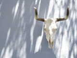 Animal Skull and Horns Hanging on Blue Wall, California Photographic Print by Gina Martin