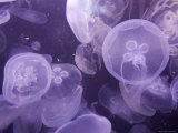 Close View of Jellyfish at the Pittsburgh Zoo Fotografie-Druck von Stacy Gold