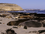 Colony of Endangered Australian Sea Lions Relax in the Sun Photographic Print by Jason Edwards
