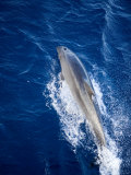 Bottlenose Dolphin Rides the Bow Wave of a Boat, French Polynesia Photographic Print by Tim Laman