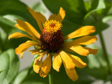 Close Up of a Giant Zinnia Flower, Elkhorn, Nebraska Photographic Print by Joel Sartore