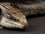 Blue-Tongued Skink at the Sunset Zoo, Kansas Photographic Print by Joel Sartore