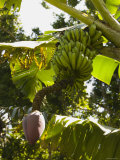 Bunch of Bananas Hanging from Banana Tree, Belize Photographic Print