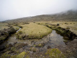 Andean Creek Winds Through High Alititude Savannah Photographie par David Evans