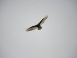Circling Turkey Vulture Rides Air Currents Photographie par Stephen St. John