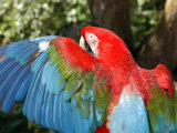 Colorful Macaw Photographic Print by Stacy Gold