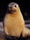 Australian Sea Lion Sun Basking on a Beach in the Late Afternoon Photographic Print by Jason Edwards