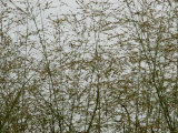 Branches Blowing in the Wind, Stonington, Connecticut Photographic Print by Todd Gipstein