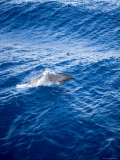 Bottlenose Dolphin Riding the Bow Wave of a Boat, French Polynesia Photographic Print by Tim Laman