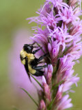 Bombus Bumblebee on a Purple Gayfeather at Spring Creek Prairie Photographie par Joel Sartore