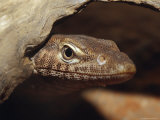 Black-Headed Monitor Peers from a Hollow Log in Search of Prey, Australia Photographic Print by Jason Edwards