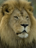 African Lion from the Sedgwick County Zoo, Kansas Photographie par Joel Sartore