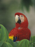 Closeup of a Macaw Photographic Print by Kenneth Garrett