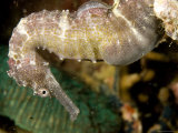 Closeup of a Spotted Seahorse, Malapascua Island, Philippines Photographic Print by Tim Laman