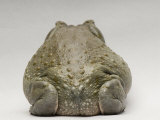Colorado River Toad, Sedgwick County Zoo, Kansas Photographic Print by Joel Sartore
