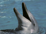 Captive Bottlenose Dolphin Displays It's Teeth Whilst Playing, Australia Photographic Print by Jason Edwards