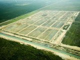Aerial View of Shrimp Ponds under Construction, Belize Photographic Print by Tim Laman