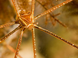 Closeup of an Arrow Crab, Malapascua Island, Philippines Photographic Print by Tim Laman