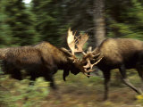 Bull Moose Sparring, Alaska Fotografie-Druck von Michael S. Quinton