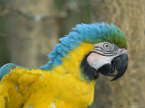 Blue-And-Yellow Macaw from the Sedgwick County Zoo, Kansas Photographic Print by Joel Sartore
