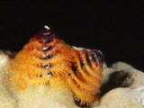 Christmas Tree Worm, Spirobranchus Giganteus, Lau islands, Fiji Photographic Print by James Forte