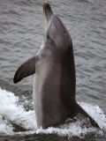 Bottlenose Dolphin Uses It's Tail to Propel Itself Out of the Water, Australia Photographic Print by Jason Edwards