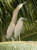 Bare-Throated Tiger Heron Displays to his Mate, Belize Photographic Print by Tim Laman