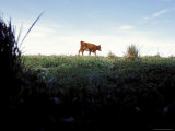Ants View of a Cow Moving Along the Roadside, Australia Stampa fotografica di Jason Edwards Ants View of a Cow Moving Along the Roadside, Australia Stampa fotografica di Jason Edwards