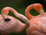 Caribbean Flamingos at the Sunset Zoo, Kansas Photographic Print by Joel Sartore