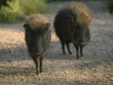 Chacoan Peccary from the Sedgwick County Zoo, Kansas Photographic Print by Joel Sartore