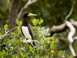 Brown Booby at a Mangrove Island Rookery, Belize Photographic Print by Tim Laman