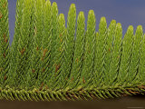 Close-Up Detail of the Bright Green Needles of a Pine Tree Leaf, Australia Photographic Print by Jason Edwards
