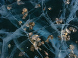 Aspen Leaves Frozen in Lake, Alaska Fotografie-Druck von Michael S. Quinton