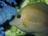 Close-Up of Scopus Brown Tang Fish Head Eye Fin Profile, Coral Behind, Australia Photographie par Jason Edwards