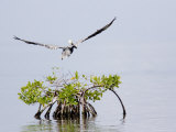 Brown Pelican Flies over a Red Mangrove, Belize Photographic Print by Tim Laman
