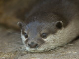 Asian Small-Clawed Otters at the Sunset Zoo Lámina fotográfica por Joel Sartore Asian Small-Clawed Otters at the Sunset Zoo Lámina fotográfica por Joel Sartore