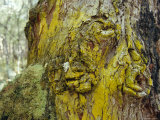 Bright Yellow Corticolous Lichen Growing on an Ancient Tree Trunk, Bunyip State Forest, Australia Photographic Print by Jason Edwards