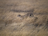Cheetah Hunting Prey Across a Vast Grass Plain Savannah, Serengetti, Tanzania Lámina fotográfica por Jason Edwards