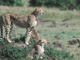 Cheetah and Her Cubs Standing on a Small Hill, Kenya Lámina fotográfica por Ira Block