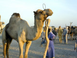 Camel Market, Niger Photographic Print by Michael Fay