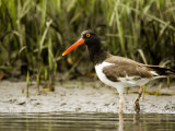 American Oystercatcher Foraging for Food, Tampa Bay, Florida Photographic Print by Tim Laman