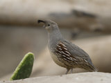California Quail at the Omaha Zoo, Nebraska Photographie par Joel Sartore
