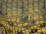 Close-Up of the Patterns on Crocodile, South Africa Lámina fotográfica por Bill Hatcher