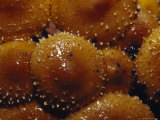 Colony of Bright Orange Fungi Caps Illuminates a Forest Floor, Bunyip State Forest, Australia Photographic Print by Jason Edwards