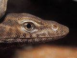 Close-Up of a Black-Headed Monitor's Head, Eye, Nose and Mouth, Australia Photographic Print by Jason Edwards