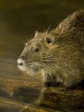 Beaver from the Omaha Zoo, Nebraska Photographic Print by Joel Sartore
