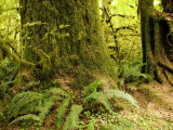 Closeup of a Tree Trunk and Ferns in a Rainforest, Washington Photographie par Tim Laman