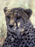 Closeup of a Cheetah, South Africa Photographie par Kenneth Garrett