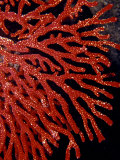 Bright Red Gorgonian Soft Coral Flares from a Sub-Tropical Reef, Australia Photographie par Jason Edwards